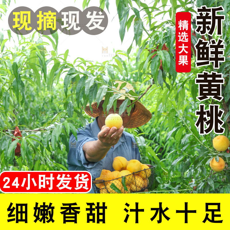农民手里端着刚采摘的黄桃