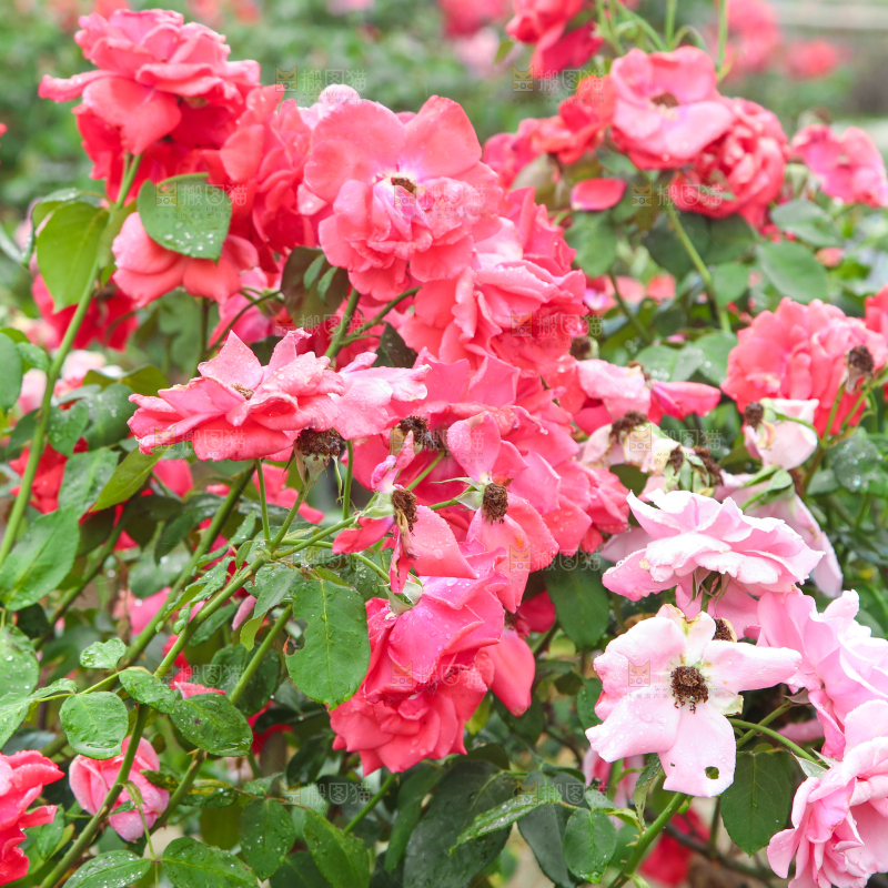 田地里种植的月季花