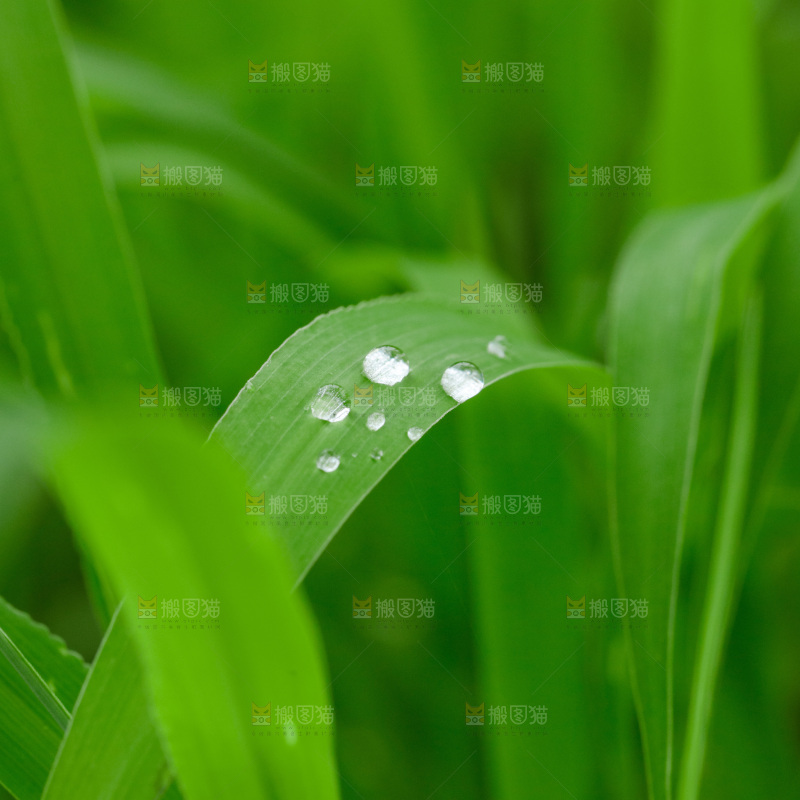 绿叶上的水珠