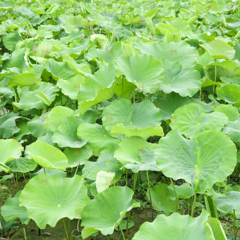 池塘里荷花叶子