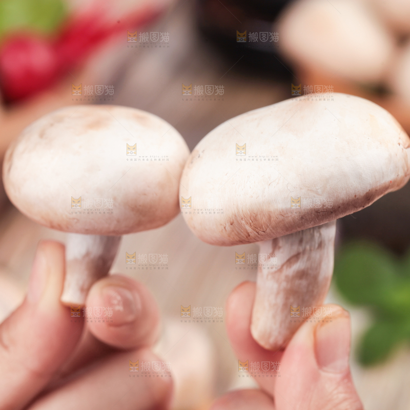 手里拿着新鲜小白菇