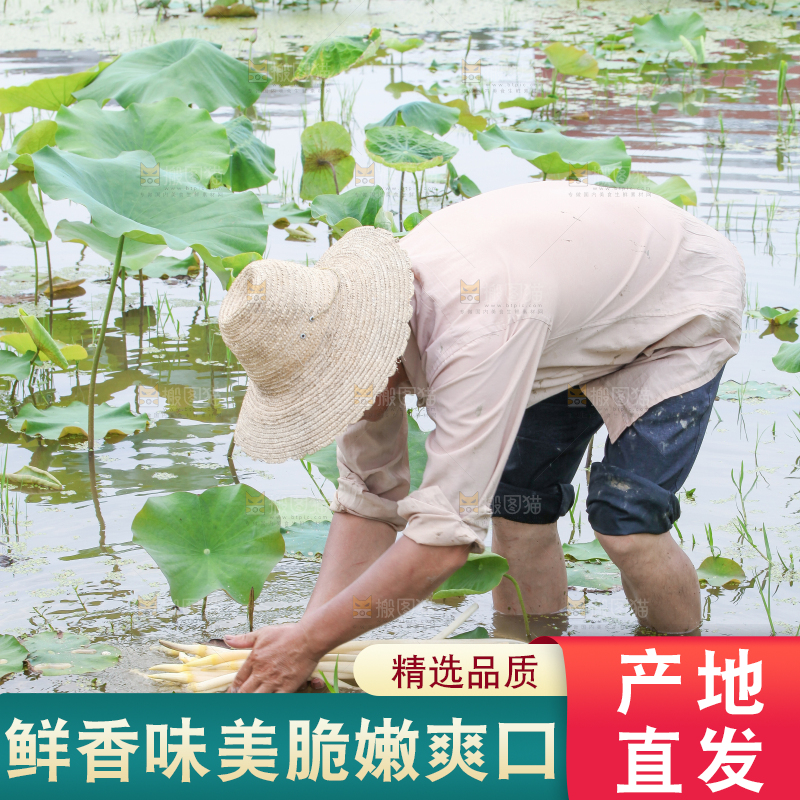 手里拿着刚采摘的藕尖