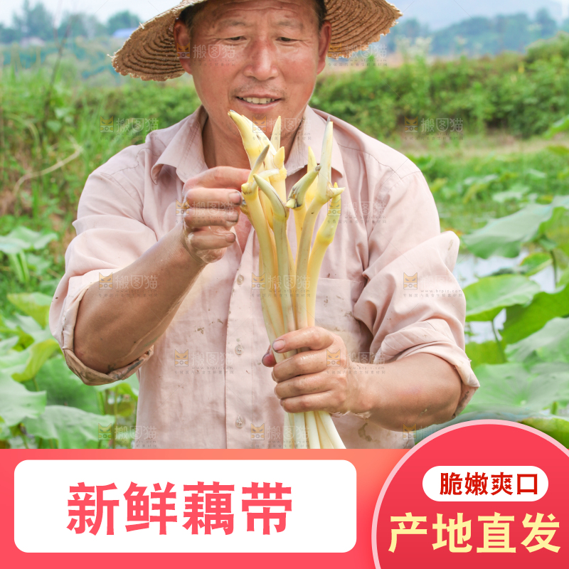 手里拿着新鲜采摘的藕尖