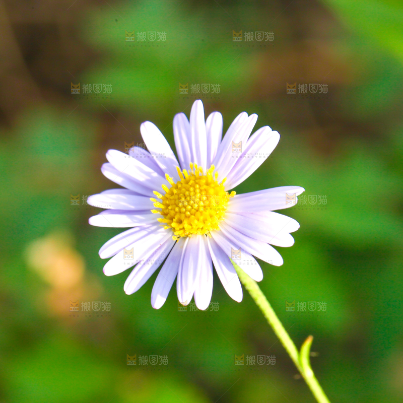 一朵盛开的小雏菊