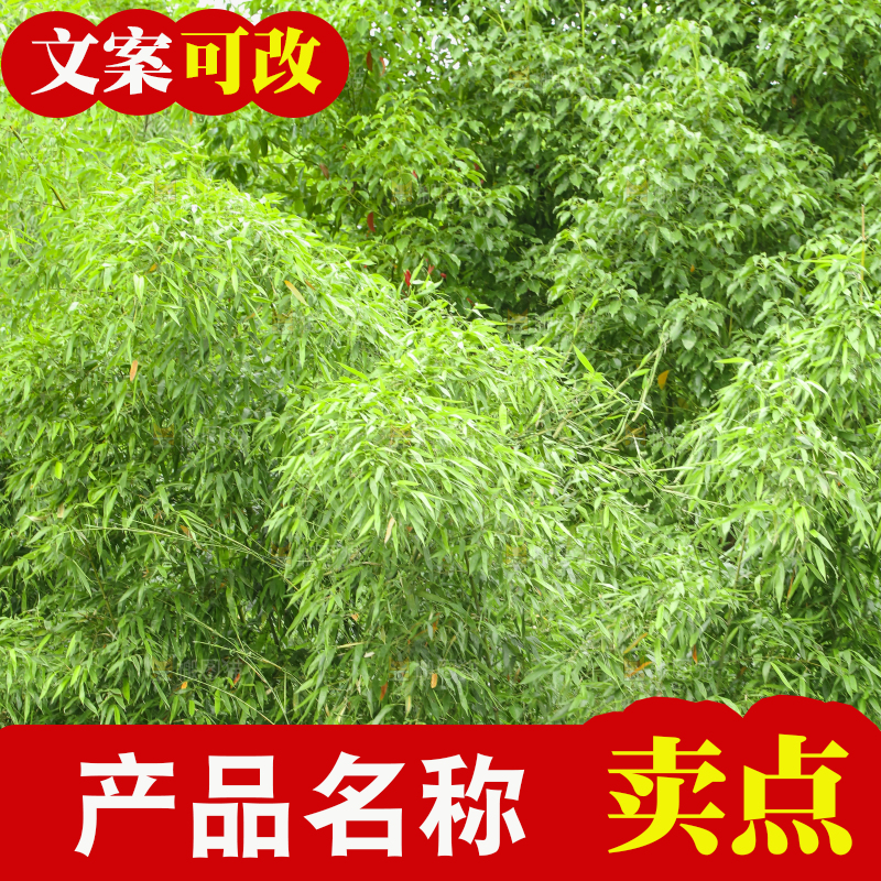 一片竹林