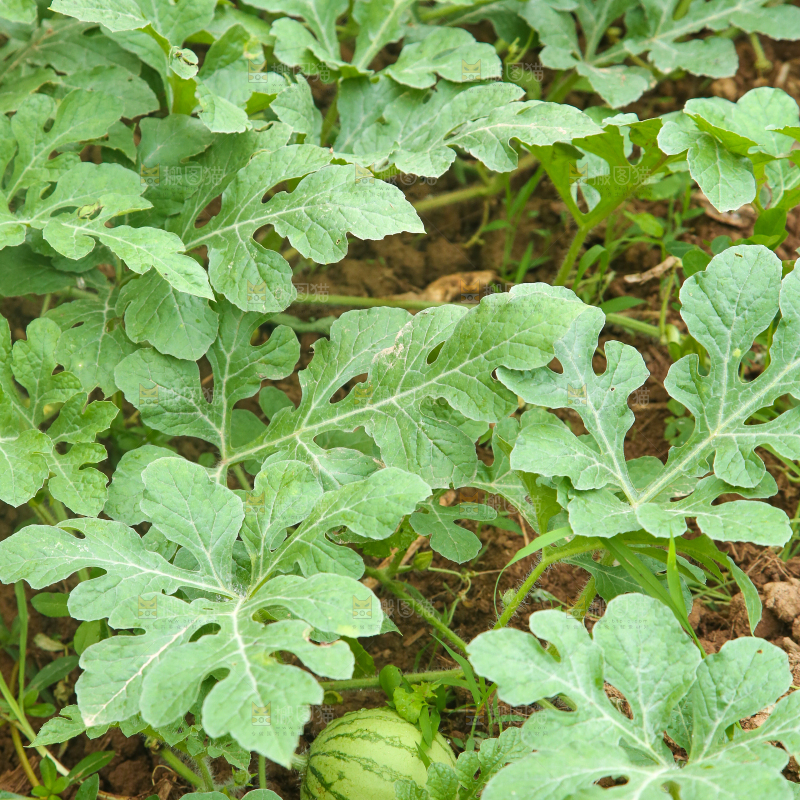 农地里种植的西瓜