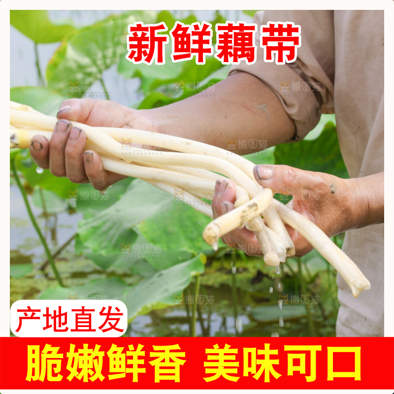 农民正在采摘藕带