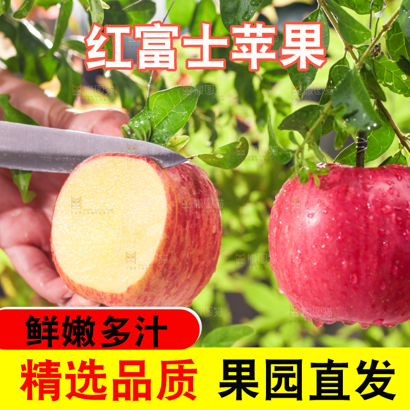 树枝上的红富士苹果