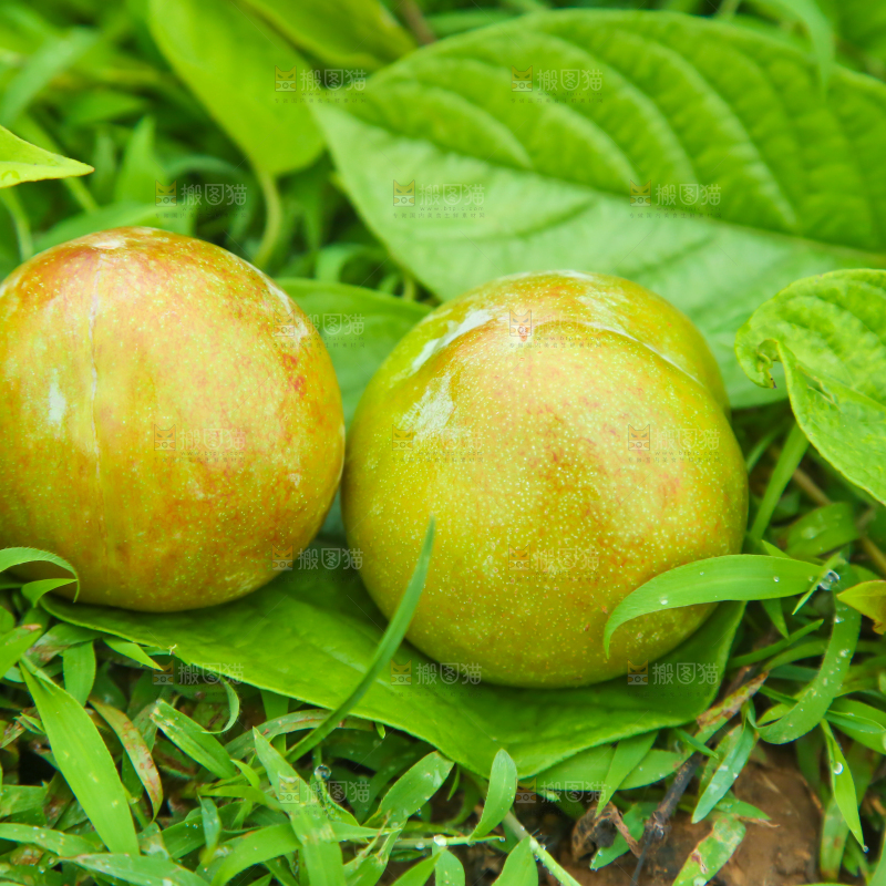 绿草地上摆放着青皮红心李