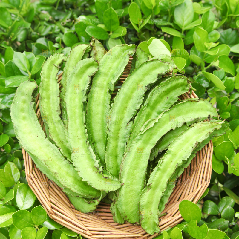 篮子里装着四角豆
