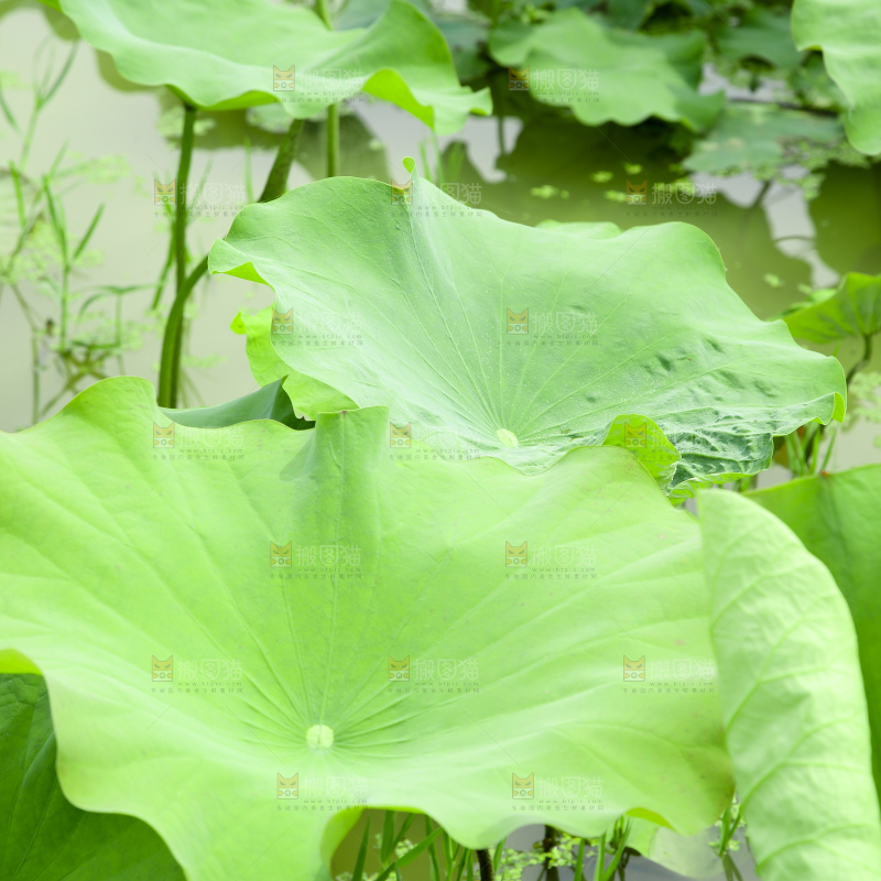 池塘里的荷花叶子