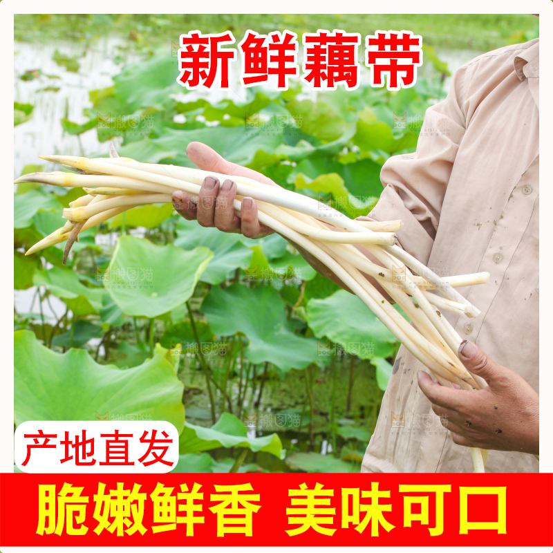 手里拿着藕尖