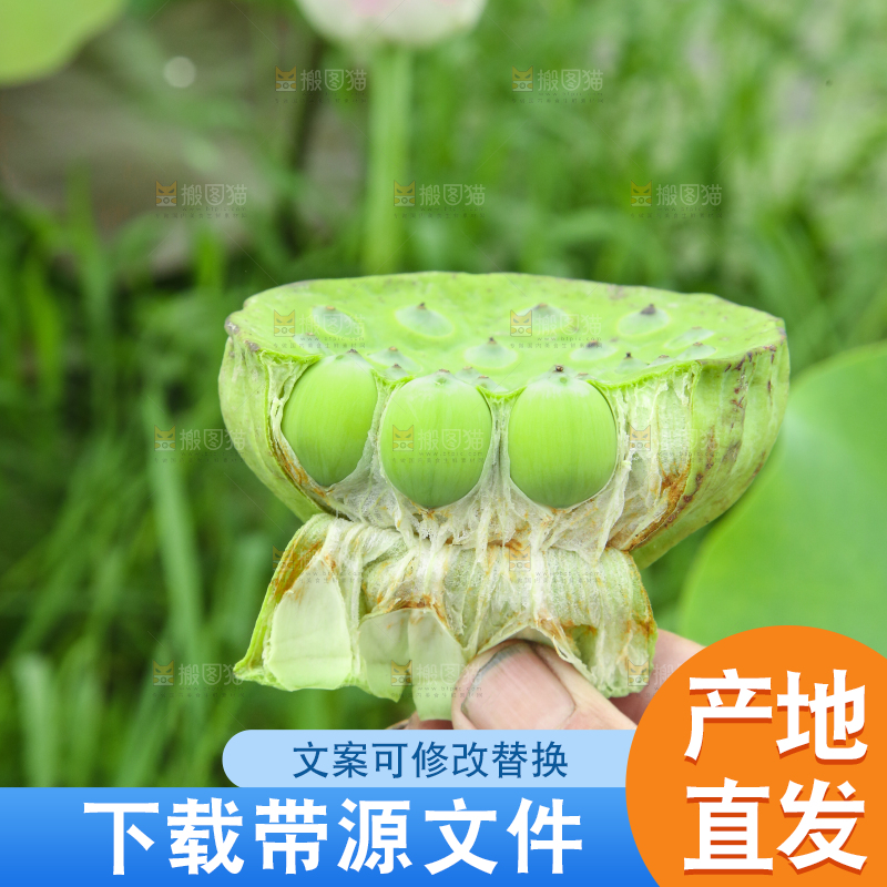 手里拿着莲子