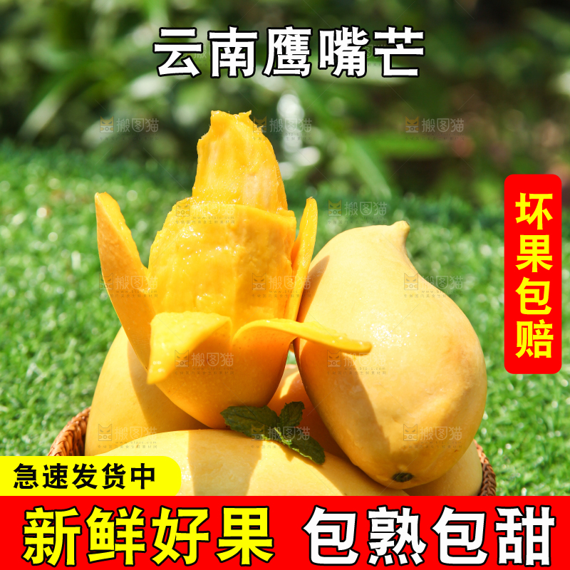 绿草地上放着一篮云南鹰嘴芒