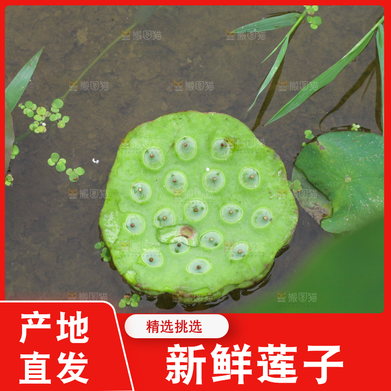 水里摆放着莲蓬