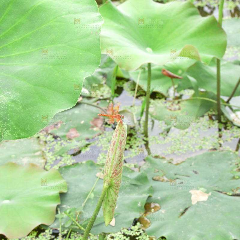 池塘里的荷叶
