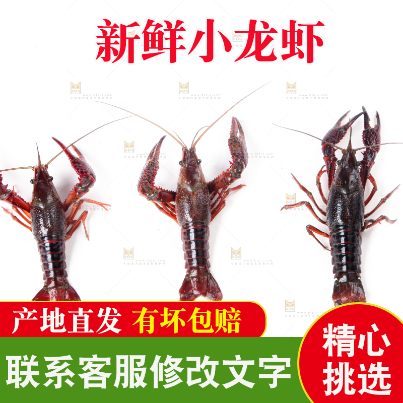 白底上摆放着淡水河虾