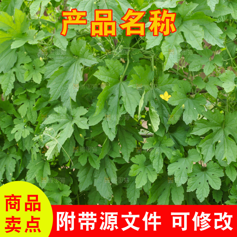 田地里种植的苦瓜