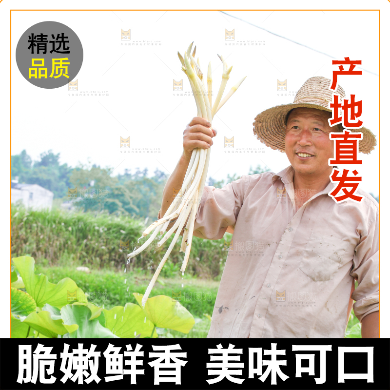 手里拿着新鲜采摘的藕尖