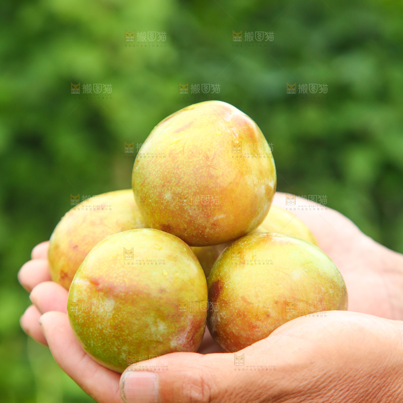 手里捧着金塘李子