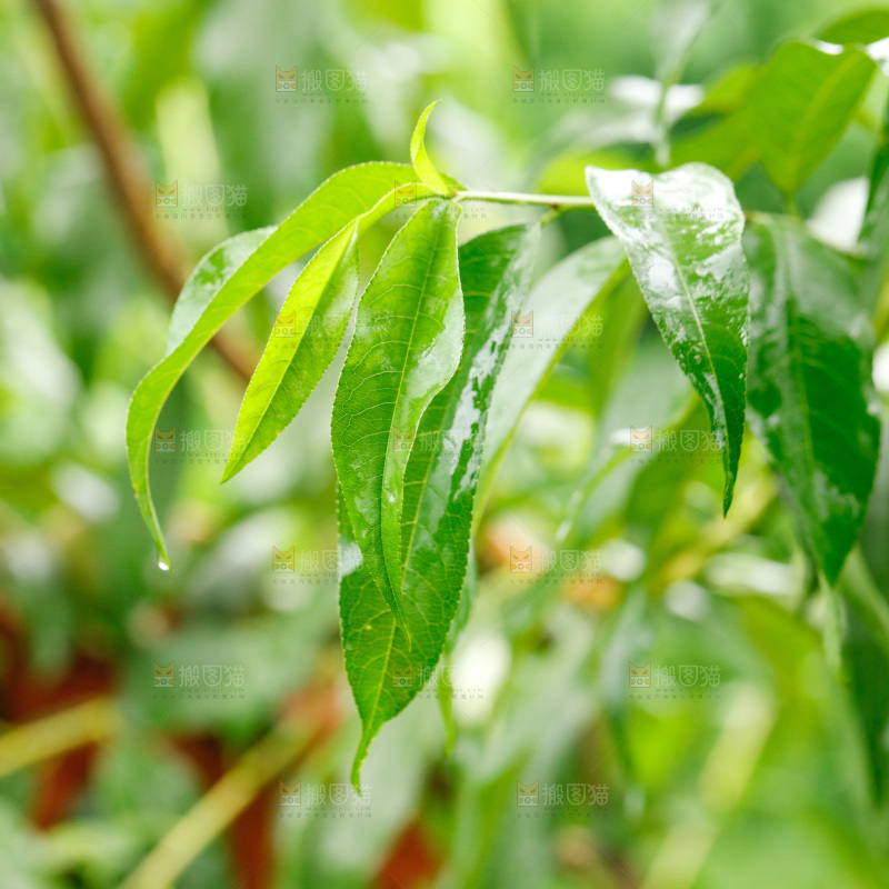 桃子树的枝叶