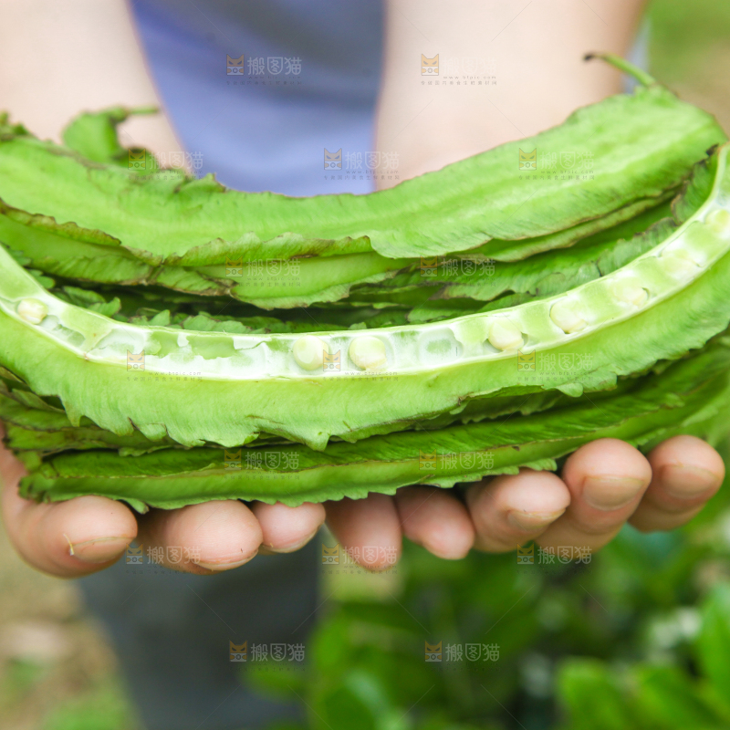 手里拿着四棱豆