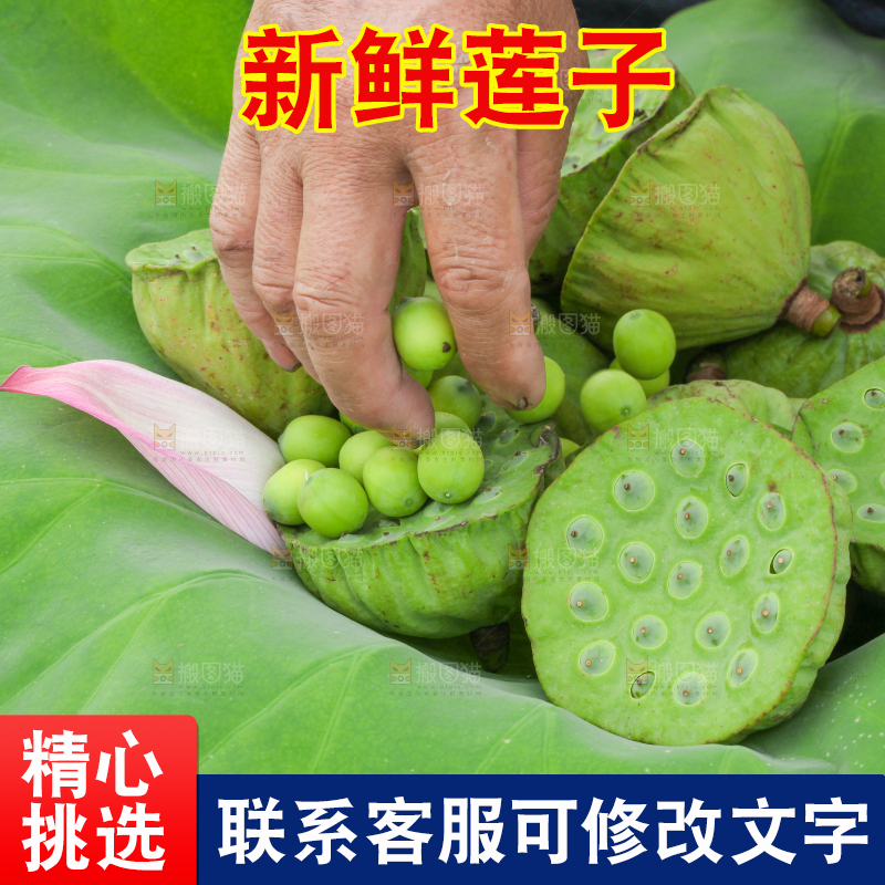 荷叶上摆放着莲蓬子