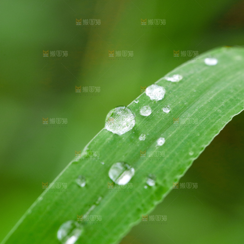 绿叶上的水珠