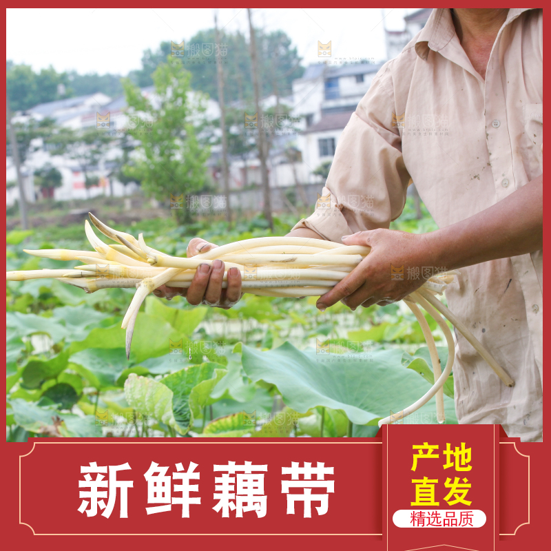 手里拿着刚采摘的藕尖