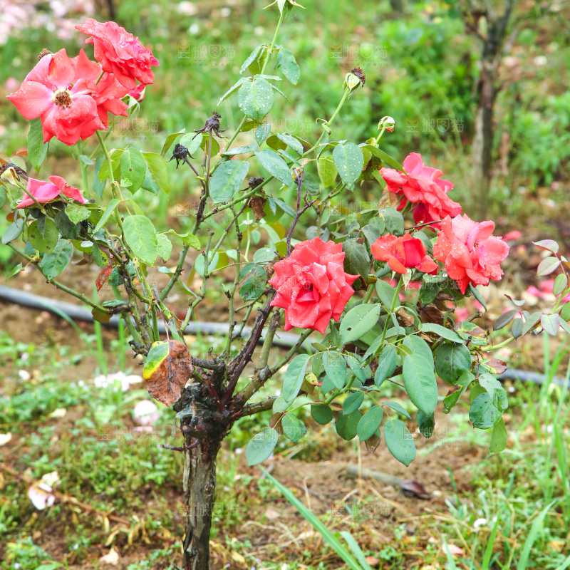 农田里种植的月季花