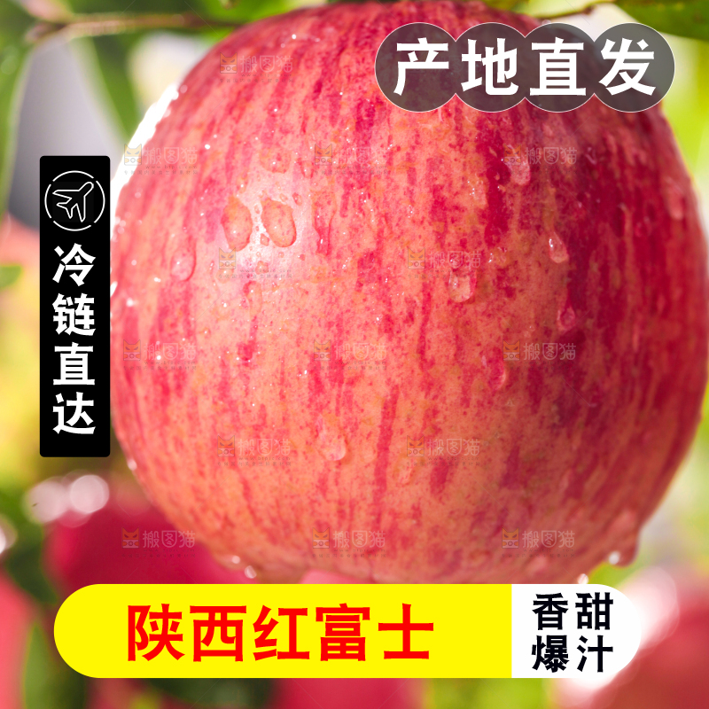 树枝上的红富士苹果