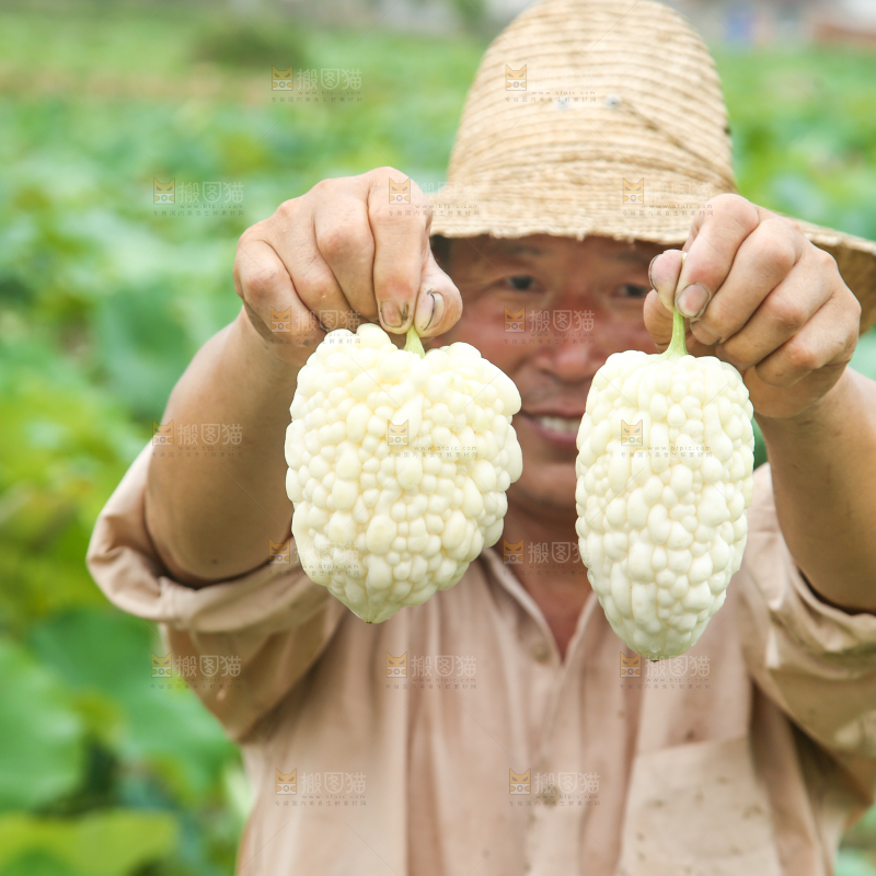 农民手里拿着白玉苦瓜