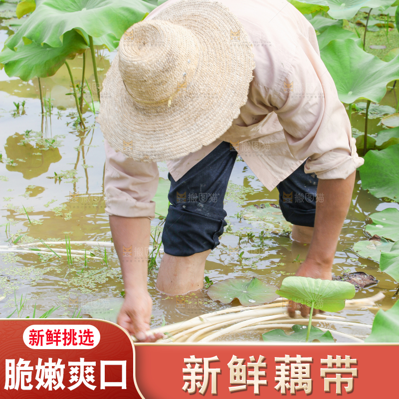 农民正在采摘藕带