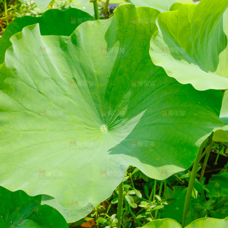 池塘里的荷花叶