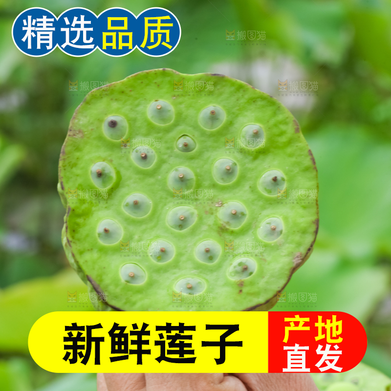 手里拿着莲子