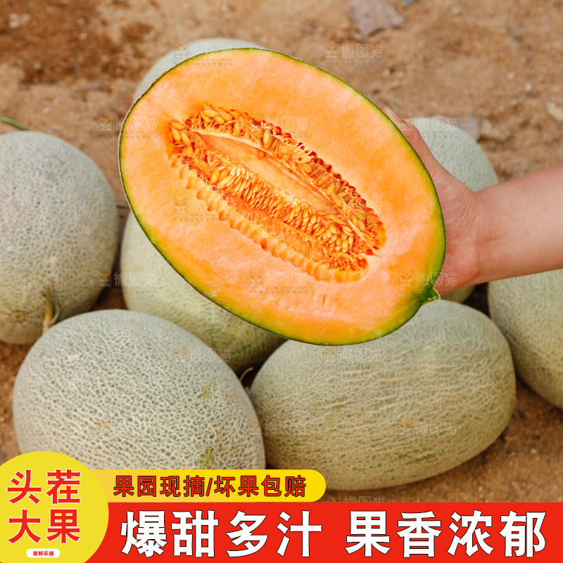 哈密瓜主图