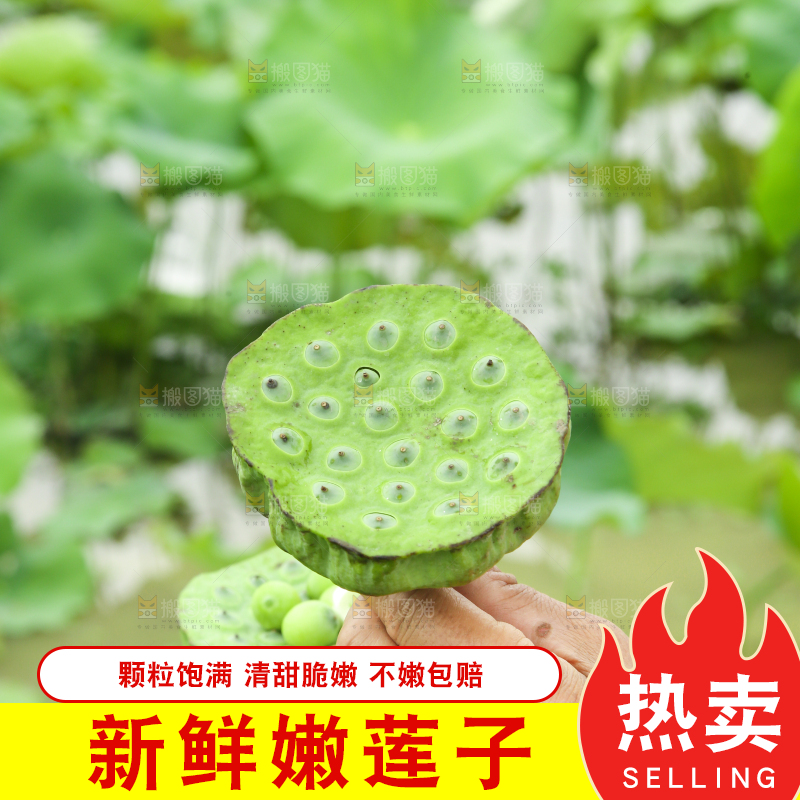 手里拿着莲蓬子