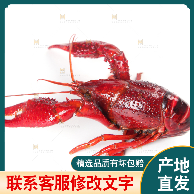 白底上摆放着淡水河虾