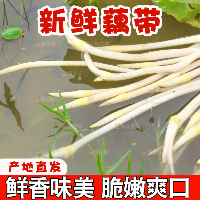 水里放着刚采摘的藕尖