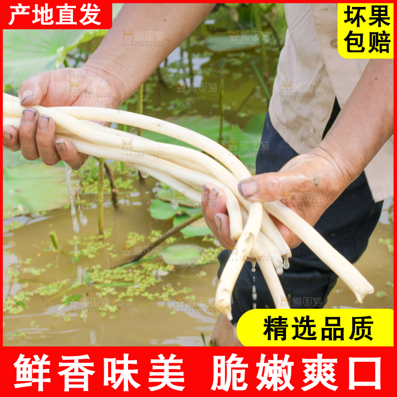 农民正在采摘藕带