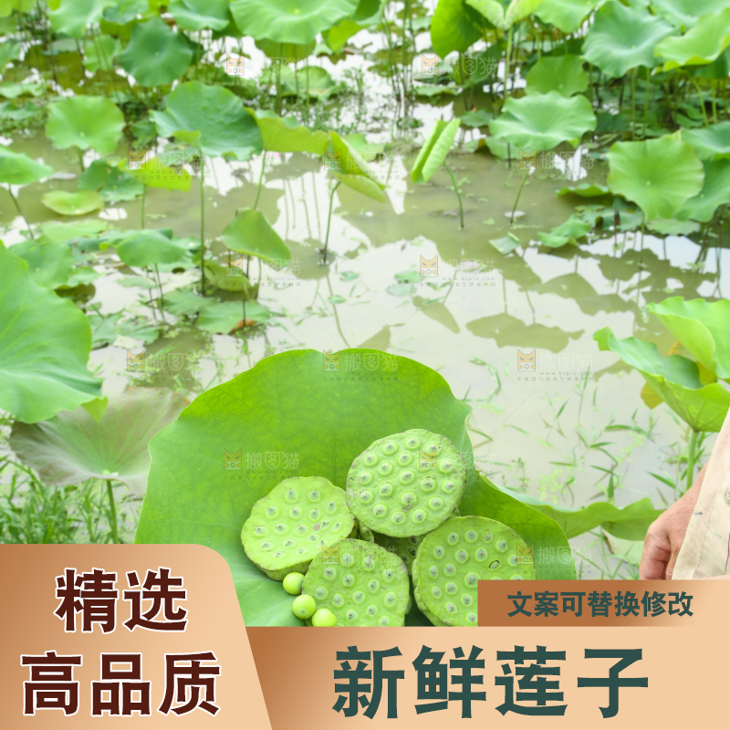 手里拿着莲蓬子