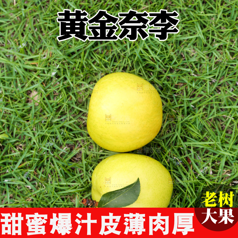 草地上摆放着黄金李