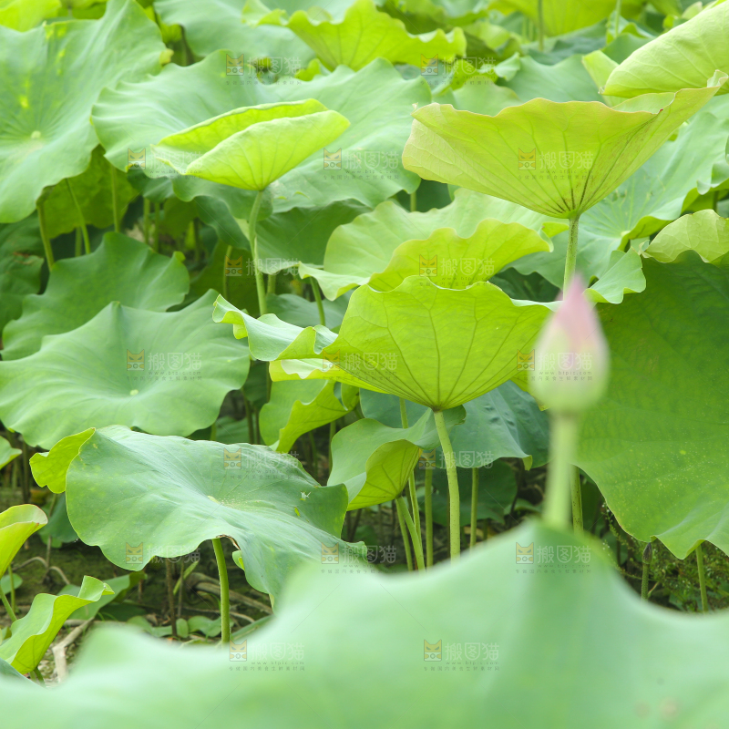 池塘里的荷叶