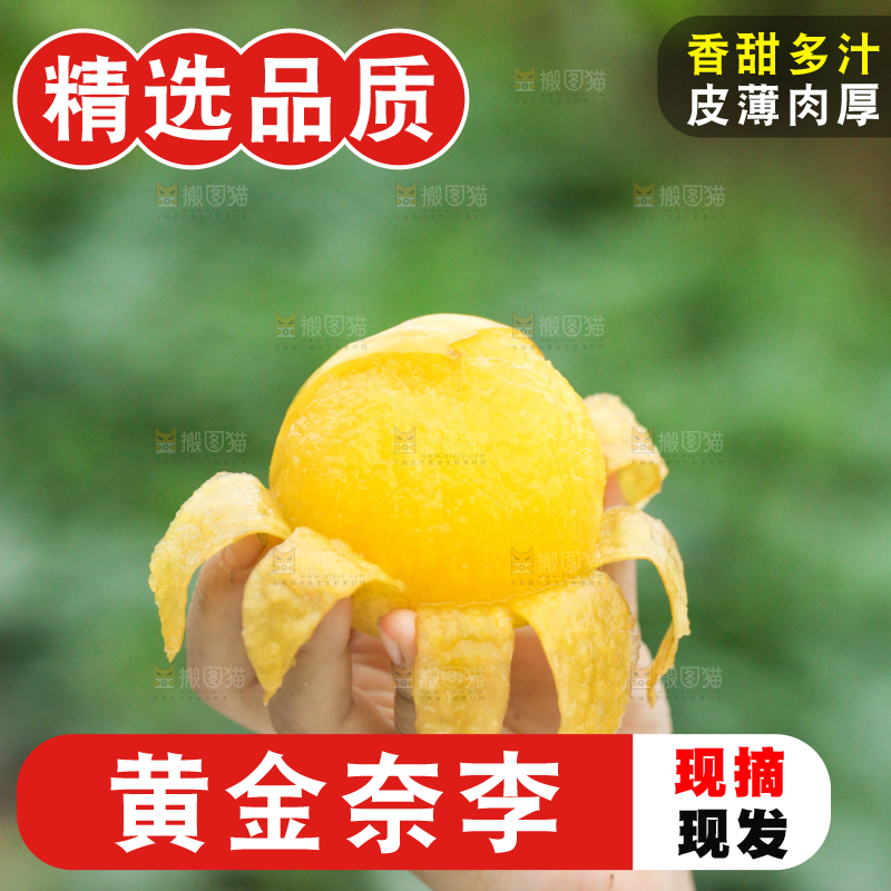 手里拿着黄金奈李