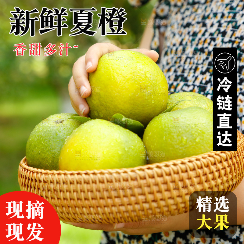 手里拿着一篮秭归夏橙