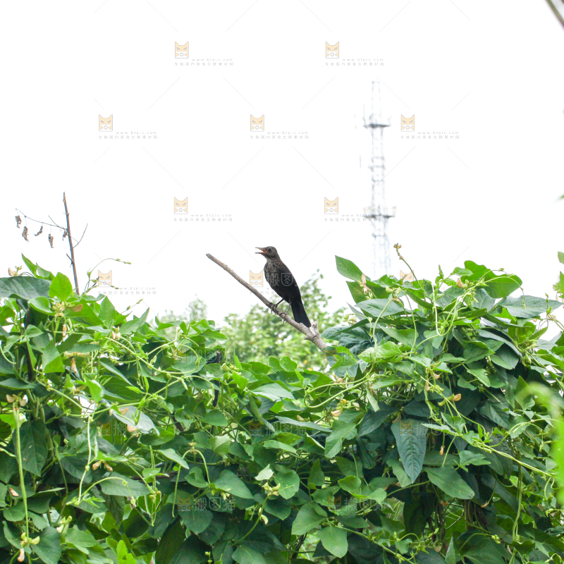 农田里种植的豇豆