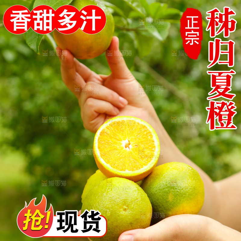 手里拿着广西桂林夏橙