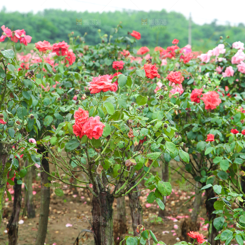 农田里种植的月季花