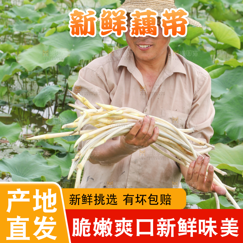 农民正在采摘藕带