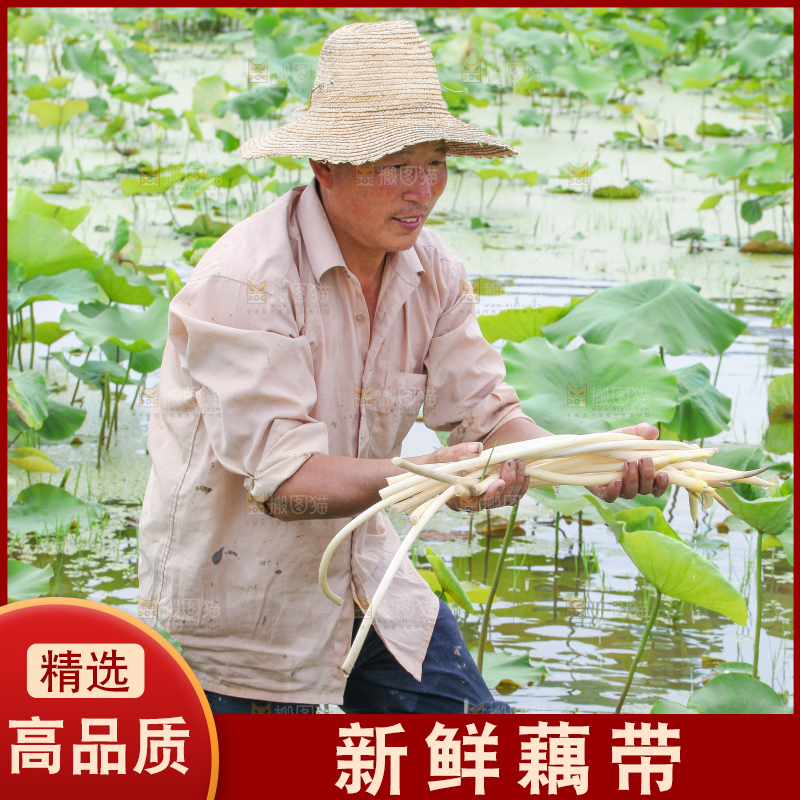 手里拿着刚采摘的藕尖